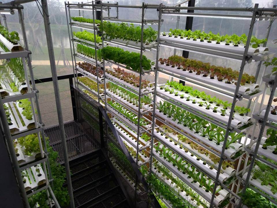 菁饌生技水耕蔬菜